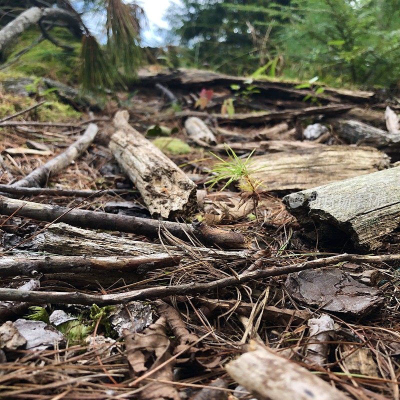 Scenes from a Forest  - Northeast USA - Ant’s Eye View